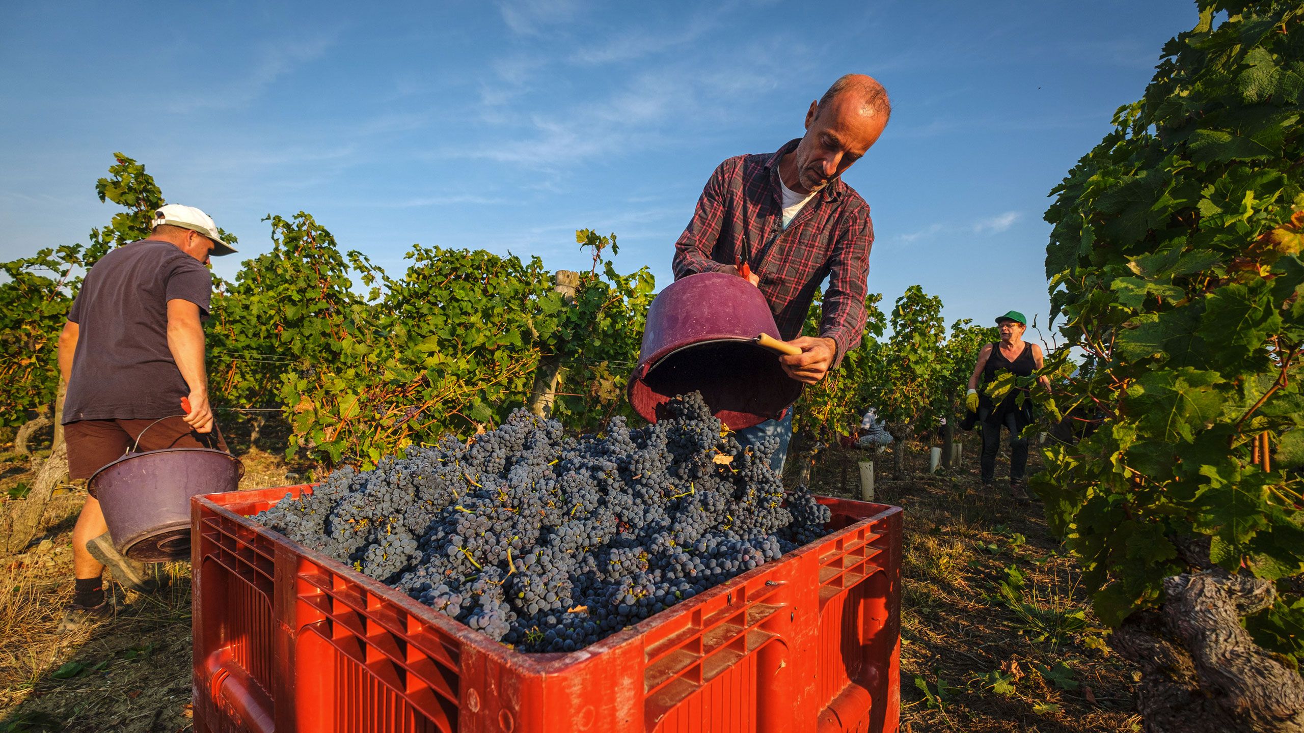 François et Remy dégustant leurs vins.